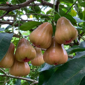 May include: A cluster of bell-shaped wax apples hanging from a tree branch. The fruit features a smooth, pale pinkish-tan skin with subtle red gradients near the base and stem, surrounded by dark green, glossy, oval-shaped leaves on woody stems.