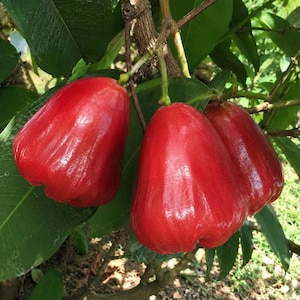 May include: Three bright red wax apples hanging from a tree branch. The fruit has a smooth, shiny, bell-shaped skin with subtle vertical ridges. The apples are attached to a woody stem surrounded by dark green, oval-shaped leaves on the tree.