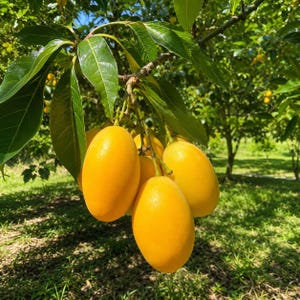 May include: A cluster of bright yellow, oval-shaped Marian plum fruits hanging from a tree branch. The smooth-skinned fruits are surrounded by vibrant green, elongated leaves, with sunlight filtering through the canopy onto the orchard floor.