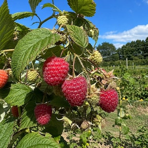 May include: A cluster of ripe, deep red raspberries hanging from a green leafy bush. The plant features several vibrant red berries alongside smaller, unripe pale green berries, all attached to thin stems with textured, serrated green leaves.