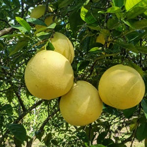 May include: Several large, round, pale yellow pomelo fruits hang from the branches of a citrus tree. The fruits have a thick, textured rind and are surrounded by numerous dark green, glossy, oval-shaped leaves under bright natural sunlight.