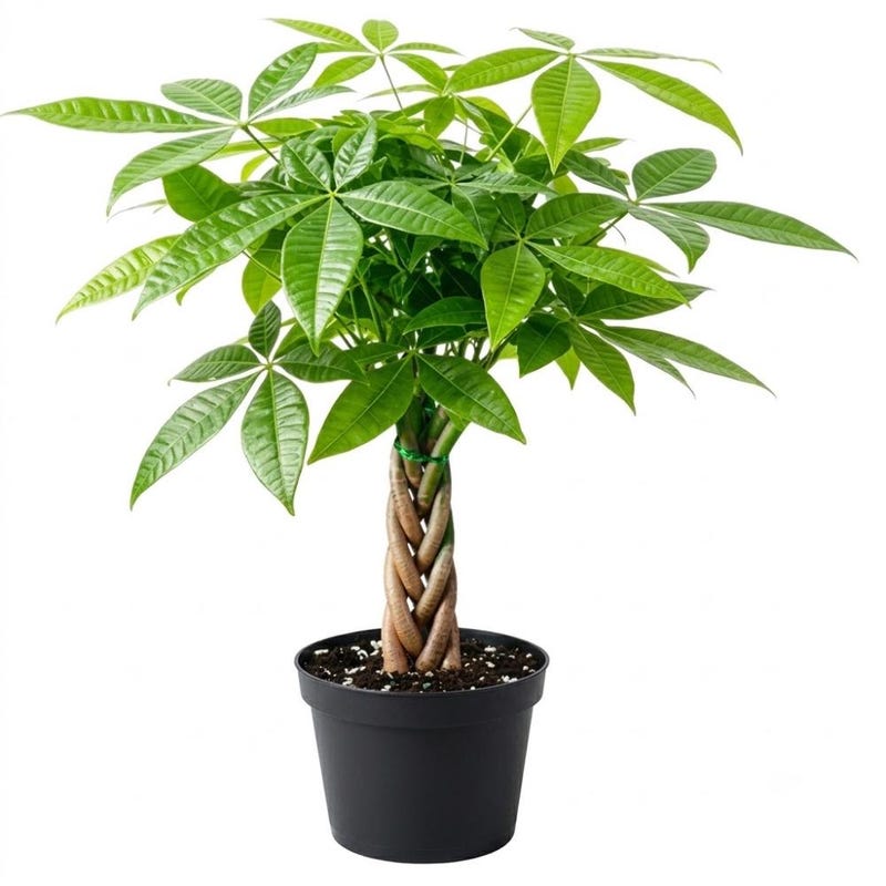 Braided 4 Inch Money Tree - Etsy