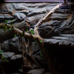 May include: A reptile terrarium enclosure featuring a textured grey rock-like background with integrated ledges, a large light brown driftwood branch spanning the interior, artificial green foliage, and a metal mesh light fixture at the top.