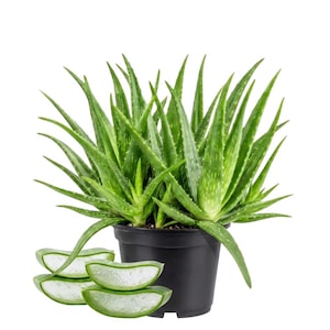 May include: A vibrant green aloe vera plant with long, pointed, serrated leaves growing in a simple black plastic pot. Three thick, translucent, gelatinous slices of aloe vera leaf are positioned in front of the pot, showing the clear interior.
