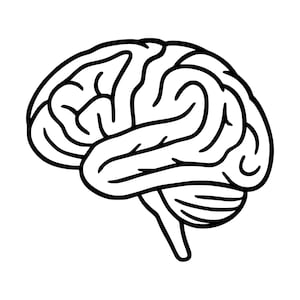 Puede incluir: Una ilustración de arte lineal en blanco y negro de un cerebro humano visto de perfil. El dibujo presenta contornos negros gruesos y marcados sobre un fondo blanco liso, representando claramente los pliegues de la corteza cerebral y el cerebelo.