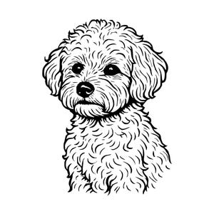Op de afbeelding: Een zwart-witte lijntekening van een hond met krullend haar, waarschijnlijk een poedel of een vergelijkbaar ras, afgebeeld vanaf de borst. De tekening bevat duidelijke, strakke lijnen die de pluizige vacht, donkere ogen en neus definiëren.
