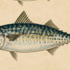 Close-up detail of the large central mackerel in this vintage fish illustration, showing the blue-green striped scales, fine fin detail and aged parchment texture of the antique print