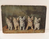 Antique 1907 Landor's Cat Studies Photochrome Postcard with Kittens "We Are Five"