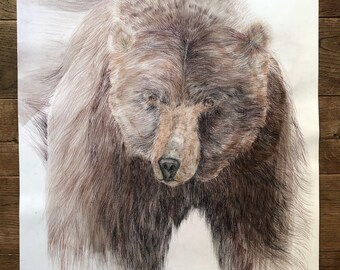 Original drawing, "Bear", 50 x 70 cm, fine art paper, Polychromos colored pencils
