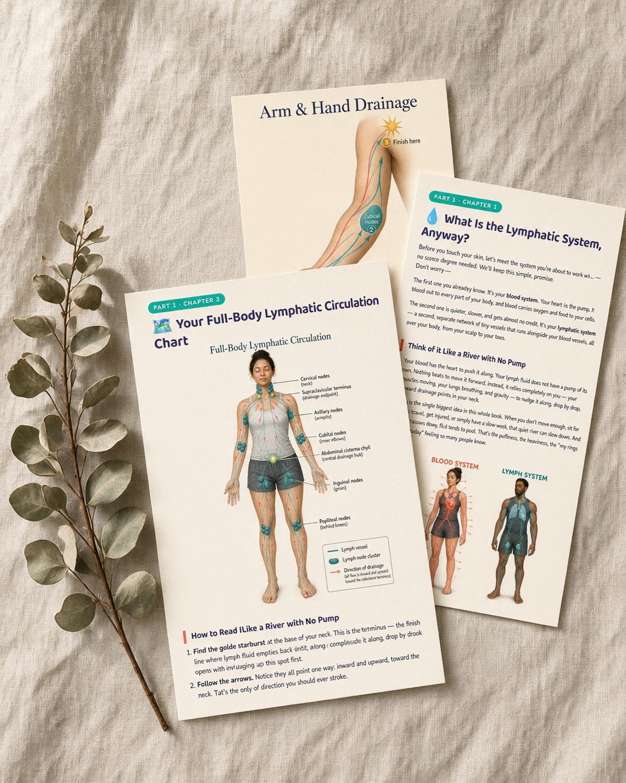 Three printable lymphatic system charts with anatomical body diagrams