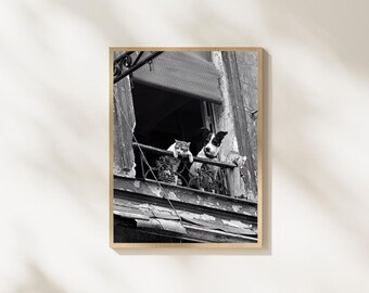 Cat and Dog Wall Art, Black and White Animal Photography, Vintage Window Print, Funny Pet Poster, Rustic Home Decor, Digital Download