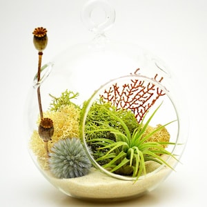 Air Plant Terrarium Kit with Sea Fan, Moss, Dried Flowers / 4" Round Glass / Nautical Countryside