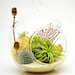 see more listings in the Air Plant Terrariums section