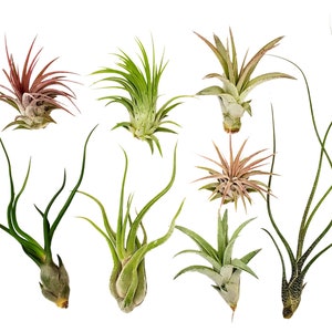 8 pc Air Plants Assorted Variety by Bliss Gardens - Great Air Cleaning Indoor Plants, DIY Terrariums, Home Decor - 2 to 6 inch Plants