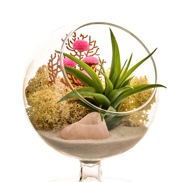 Air Plant Terrarium with Pink Rose Quartz / 4" Round Glass Pedestal / Pretty Pink Countryside