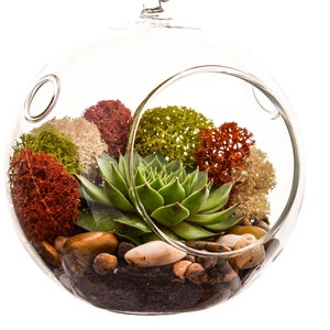 Succulent Terrarium Kit with Moss and River Rocks / 4" Round or 7" Teardrop Glass
