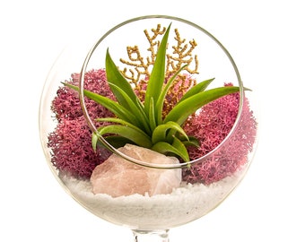 Air Plant Terrarium Kit with Rose Quartz / 4" Round Glass Pedestal / Angel's Garden