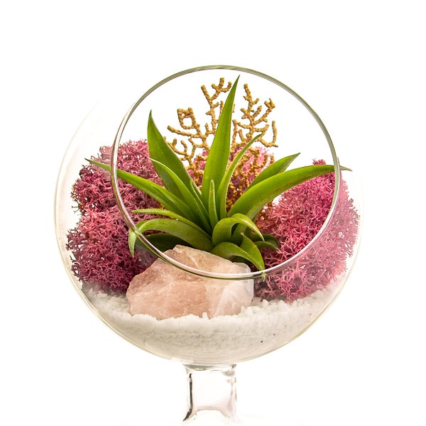 Air Plant Terrarium Kit with Rose Quartz / 4" Round Glass Pedestal / Angel's Garden