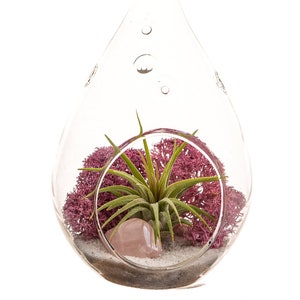 Mini Air Plant Terrarium Kit with Dusty Rose Moss, Natural Sand and Rose Quartz / 3" Round or 5" Teardrop