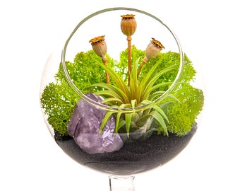 Air Plant Terrarium Kit / 4" Round Glass Pedestal / Midnight Forest