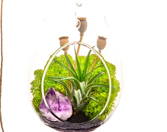 Air Plant Terrarium Kit with Purple Amethyst Crystal / Midnight Forest / Comes with Live Plant