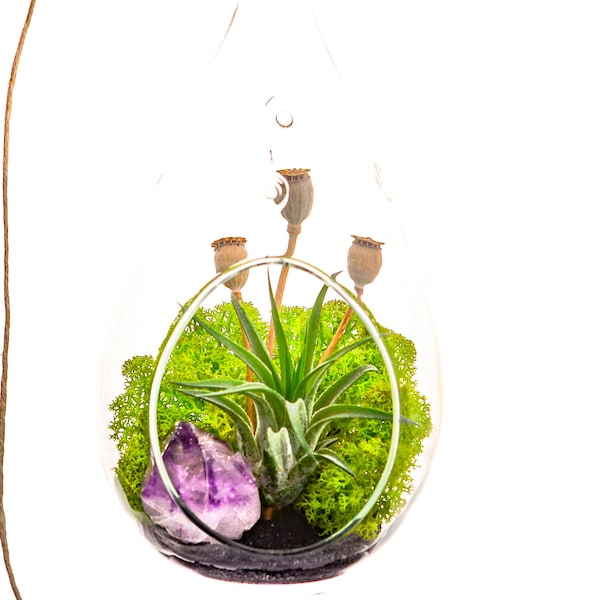 Air Plant Terrarium Kit with Purple Amethyst Crystal / Midnight Forest / Comes with Live Plant