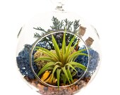 Air Plant Terrarium Kit with Gold Hematite, Juniper Moss Juniper Forest
