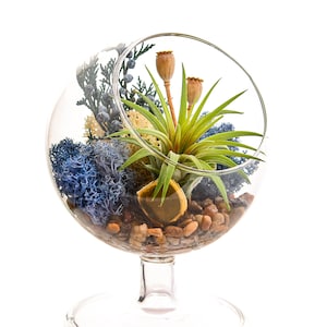 Air Plant Terrarium Kit / 4" Round Glass Pedestal / Juniper Forest