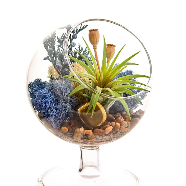 Air Plant Terrarium Kit / 4" Round Glass Pedestal / Juniper Forest