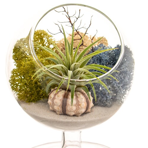 Air Plant Terrarium With 4 Round Glass Blue Rocks Moss Etsy