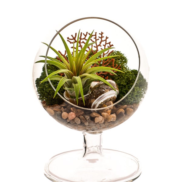 Air Plant Terrarium Kit / 4" Round Pedestal / River Rocks / Sea Fan / Nautical Green