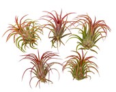 Air Plant Tillandsia Ionantha Fuego Wholesale Air Plants