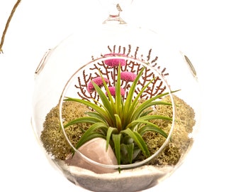 Air Plant Terrarium Kit with Pink Rose Quartz / Tillandsia DIY Gift / Pretty Pink Countryside
