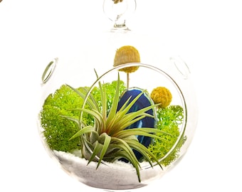 Air Plant Terrarium Kit with Blue Agate Slice / Surf's Up