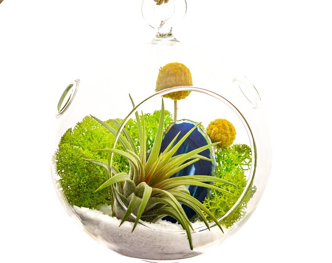 Air Plant Terrarium Kit / 4 Round Glass Pedestal Kit / Nautical Purple ...