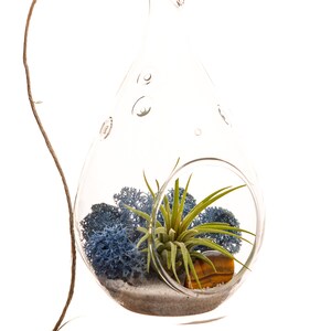Mini Air Plant Terrarium Kit with Blue Moss, Sand and Tiger's Eye / 3" Round or 5" Teardrop