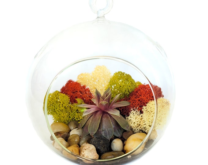 Succulent Terrarium Kit with Moss and River Rocks / 5" Round