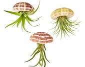 Air Plant Tillandsia 3 pc Hanging Jellyfish Set Includes Air Plants, Shells and Gift Box