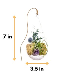 Air Plant Terrarium Kit with Purple Amethyst Crystal / Shabby Chic image 2