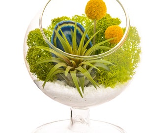 Air Plant Terrarium Kit with Blue Agate / 4" Round Glass Pedestal / Surf's Up