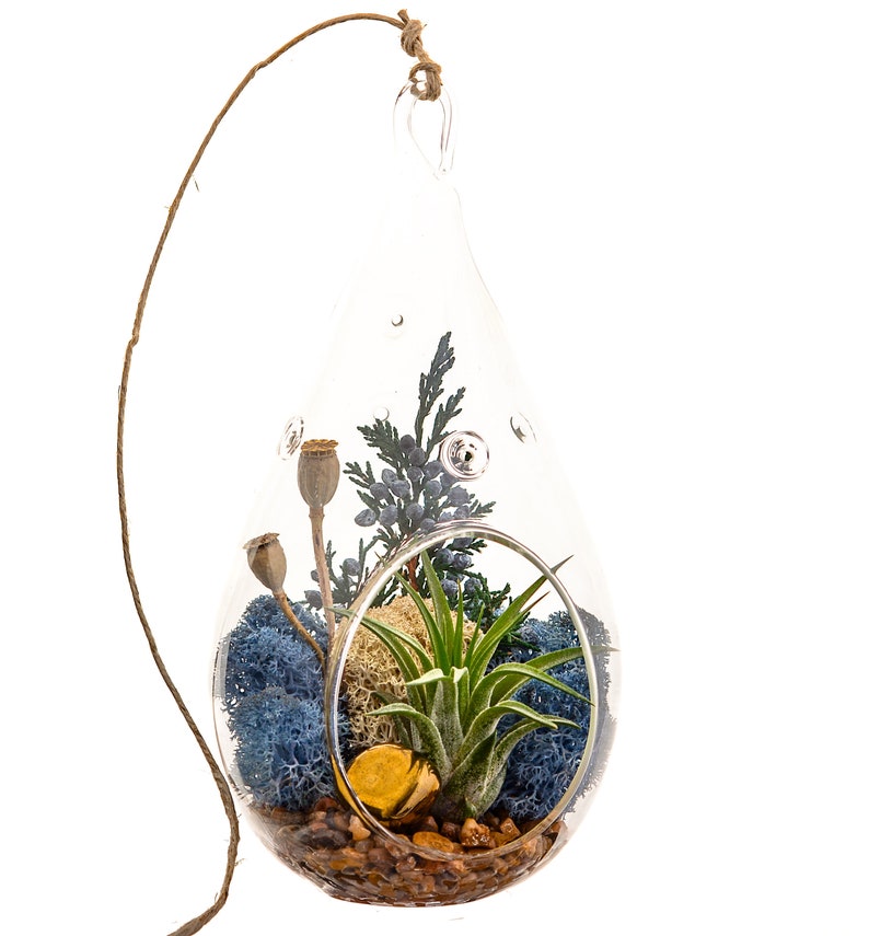 Air Plant Terrarium Kit with Gold Hematite, Juniper & Moss / Juniper Forest 