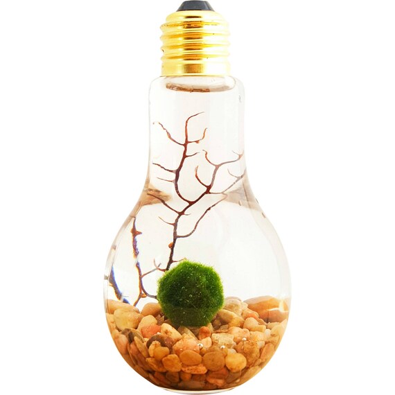 Marimo Moss Ball Light Bulb Water Terrarium / Great Gift / New Etsy