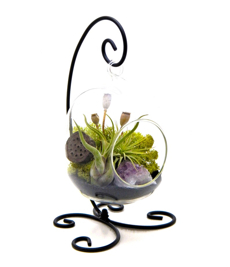 Air Plant Terrarium Stand with Purple Amethyst / 6' Oval Glass with Black Stand / Midnight Forest 