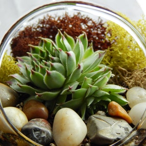 Succulent Terrarium Kit with Moss and River Rocks / 4 Round or 7 Teardrop Glass image 2