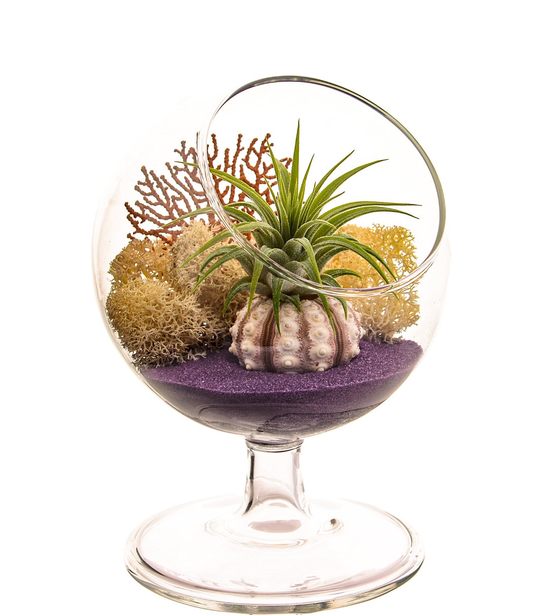 Air Plant Terrarium Kit / 4 Round Glass Pedestal Kit / Nautical Purple ...