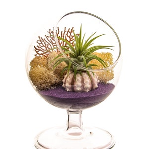 Air Plant Terrarium Kit / 4" Round Glass Pedestal Kit / Nautical Purple