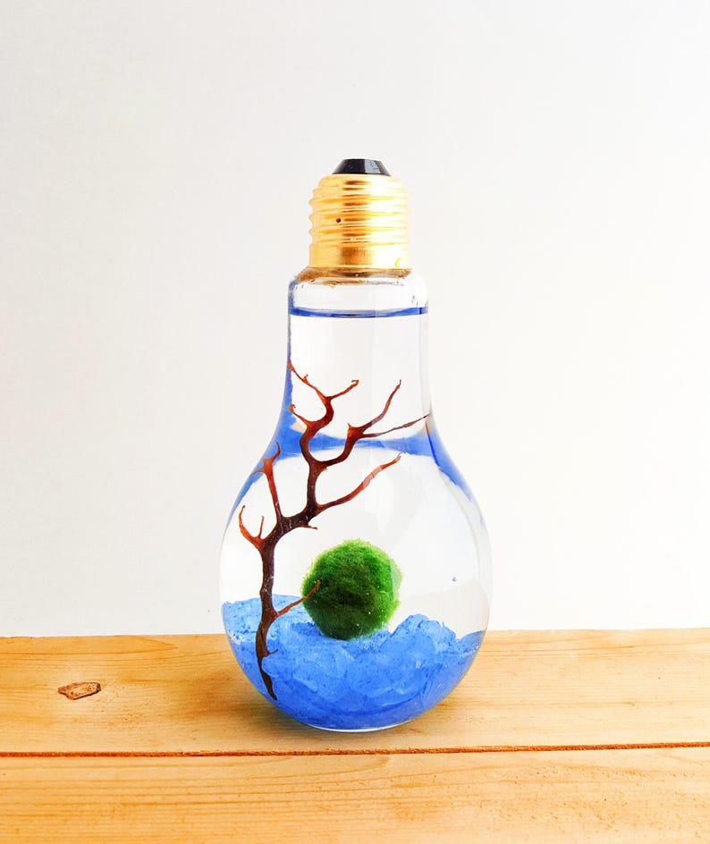 Marimo Moss Ball Light Bulb Water Terrarium / Great Gift / New Etsy