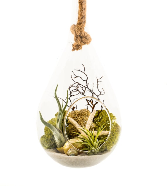 Moss /& Sea Shells Hanging Air Plant Terrarium with Sea Fan 10/" Nautical
