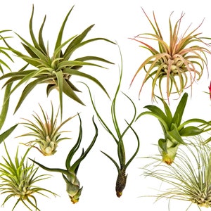 12 pc Air Plant Tillandsia Starter Set - 12 Live House Plants - Great for Terrariums, Planters, Home Decor