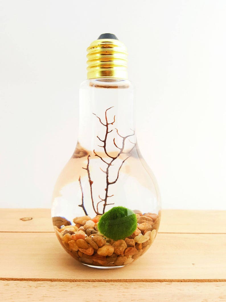 Marimo Moss Ball Light Bulb Water Terrarium / Great Gift / New Etsy